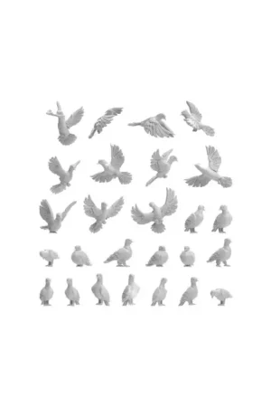 Aanbieding Animals / pigeons