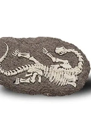 DINOSAURUS FOSSIL om te krabben Uitverkoop
