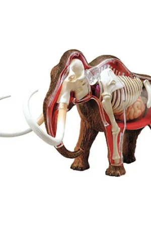 Wooly Mammoth Anatomy Model Flitsaanbieding