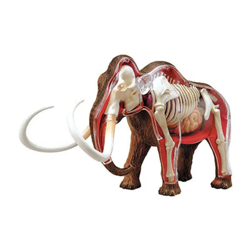 Wooly Mammoth Anatomy Model Flitsaanbieding