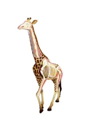 Giraffe Anatomy Model Bestel Nu